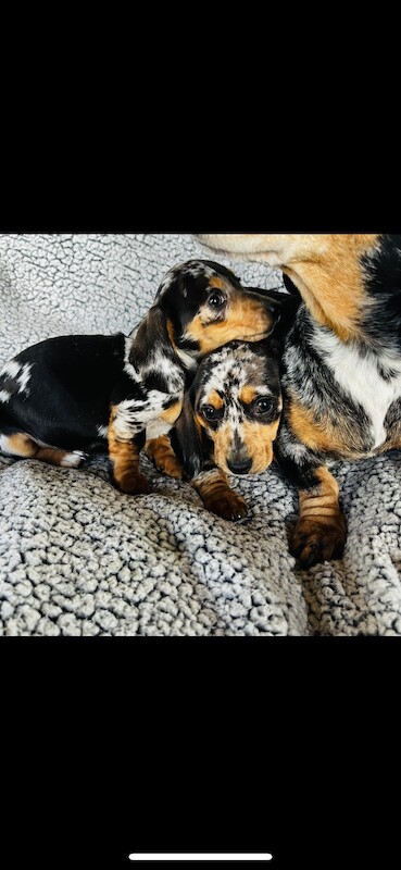 Dachshund puppies for sale in Thetford, Norfolk – KC registered, 1 year old - Image 2 of 9