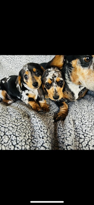 Dachshund puppies for sale in Thetford, Norfolk – KC registered, 1 year old - Image 4 of 9