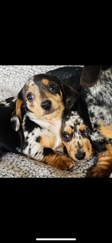 Dachshund puppies for sale in Thetford, Norfolk – KC registered, 1 year old - Image 3 of 9
