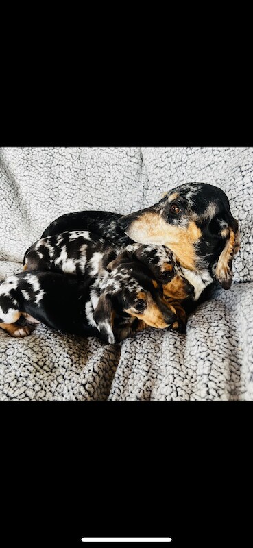 Dachshund puppies for sale in Thetford, Norfolk – KC registered, 1 year old - Image 5 of 9