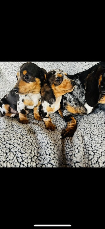 Dachshund puppies for sale in Thetford, Norfolk – KC registered, 1 year old - Image 8 of 9