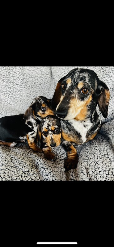 Dachshund puppies for sale in Thetford, Norfolk – KC registered, 1 year old - Image 7 of 9