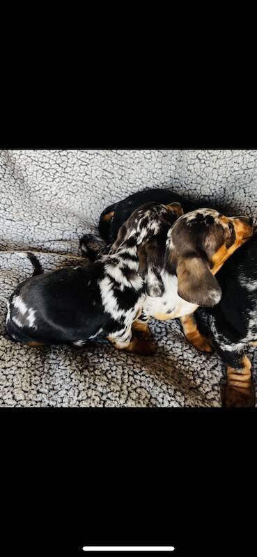 Dachshund puppies for sale in Thetford, Norfolk – KC registered, 1 year old - Image 9 of 9