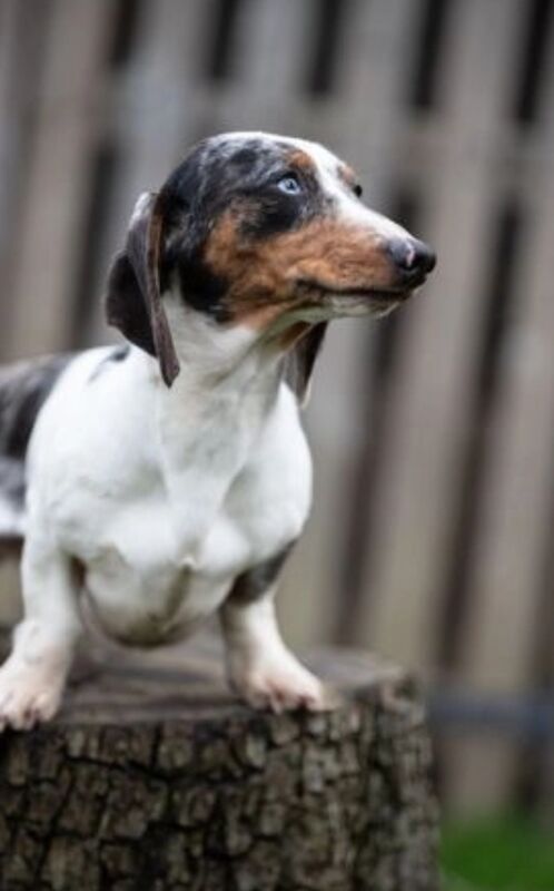 Piebald colored dachshund stud for sale in Tarleton, Lancashire | Image 2