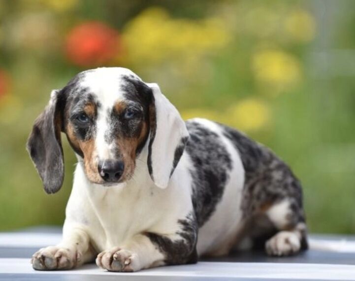 Piebald colored dachshund stud for sale in Tarleton, Lancashire | Image 3