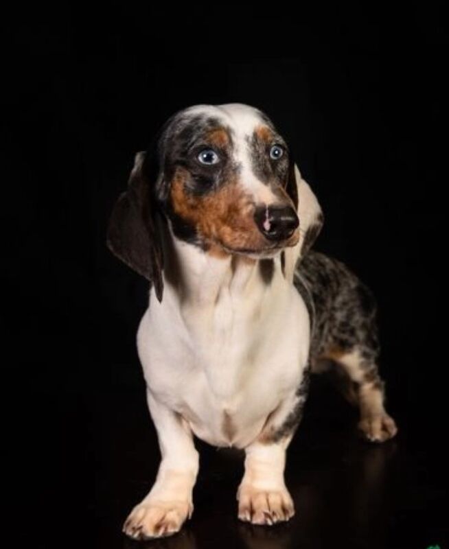 Piebald colored dachshund stud for sale in Tarleton, Lancashire | Image 4