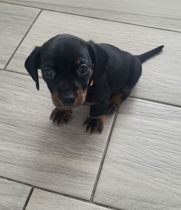 Dachshund puppies for sale in Manchester, Greater Manchester – 6 weeks old