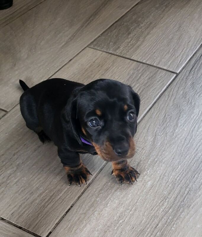 Dachshund puppies for sale in Manchester, Greater Manchester – 6 weeks old - Image 2 of 3