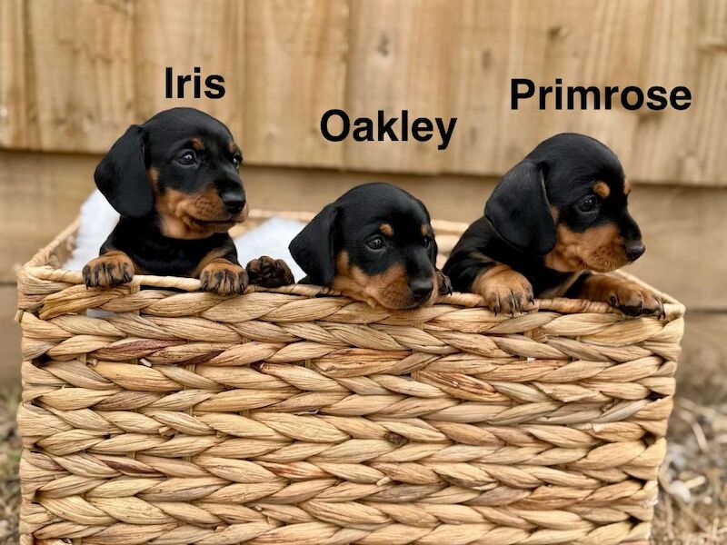 Dachshund puppies for sale in Southampton, Hampshire – KC registered, 5 weeks old