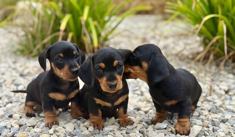 Dachshund puppies for sale in Southampton, Hampshire – KC registered, 10 weeks old
