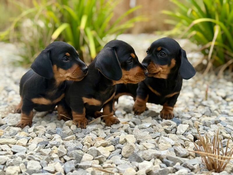 Dachshund puppies for sale in Southampton, Hampshire – KC registered, 9 weeks old - Image 2 of 6