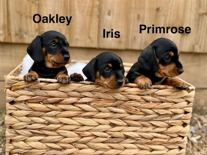 Dachshund puppies for sale in Southampton, Hampshire – KC registered, 9 weeks old - Image 4 of 6