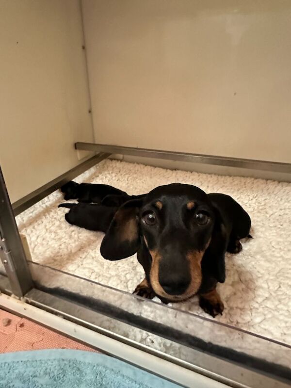 Dachshund puppies for sale in Southampton, Hampshire – KC registered, 9 weeks old - Image 5 of 6