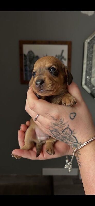 Dachshund puppies for sale in Coalville, Leicestershire – 4 weeks old