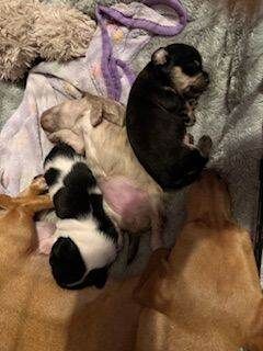 Dachshund puppies for sale in Norwich, Norfolk – 2 weeks old - Image 4 of 6