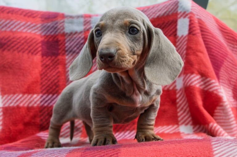 Dachshund puppies for sale in County Antrim – KC registered, 8 weeks old