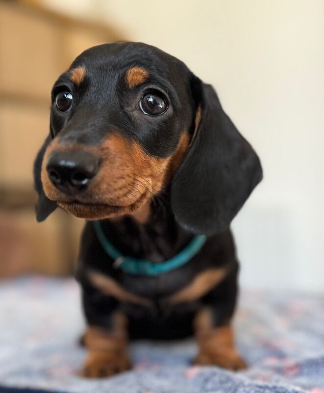 Dachshund puppies for sale in Witney, Oxfordshire – 9 weeks old