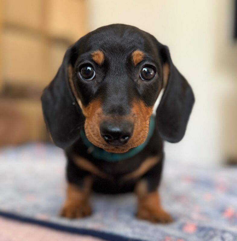 Dachshund puppies for sale in Witney, Oxfordshire – 9 weeks old - Image 2 of 10