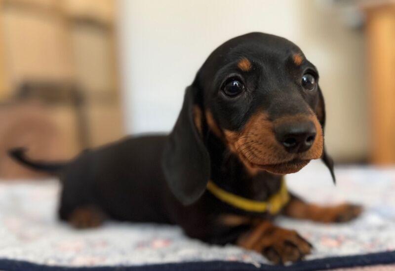 Dachshund puppies for sale in Witney, Oxfordshire – 9 weeks old - Image 3 of 10