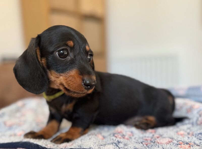 Dachshund puppies for sale in Witney, Oxfordshire – 9 weeks old - Image 5 of 10