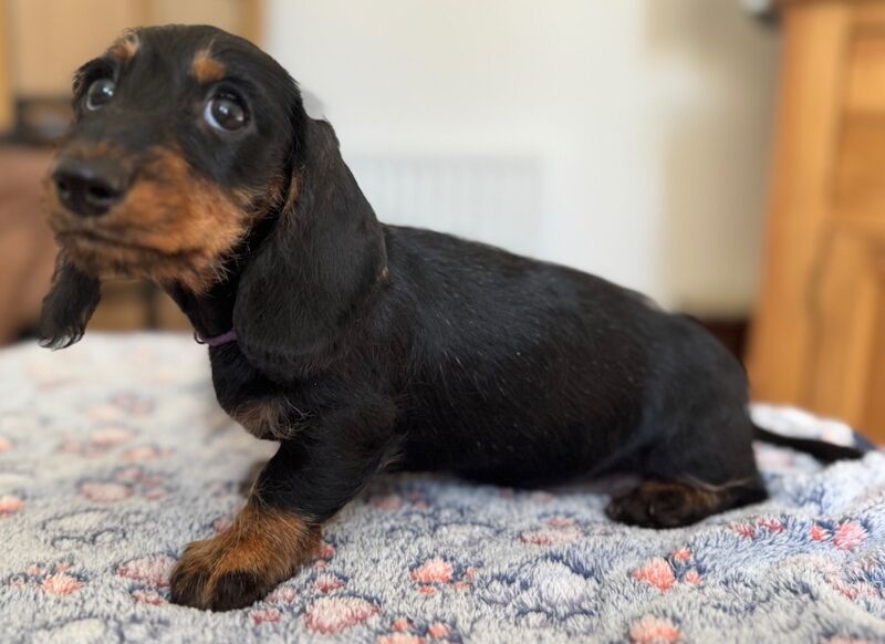 Dachshund puppies for sale in Witney, Oxfordshire – 9 weeks old - Image 6 of 10