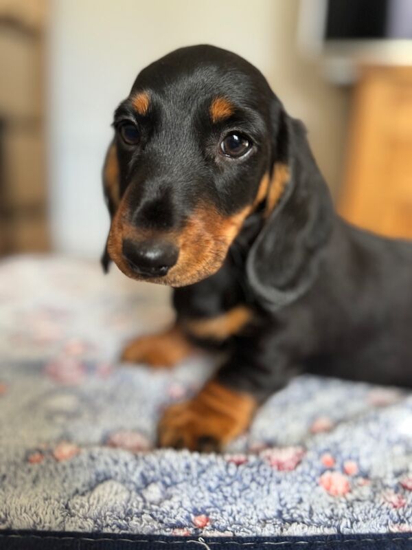 Dachshund puppies for sale in Witney, Oxfordshire – 9 weeks old - Image 7 of 10