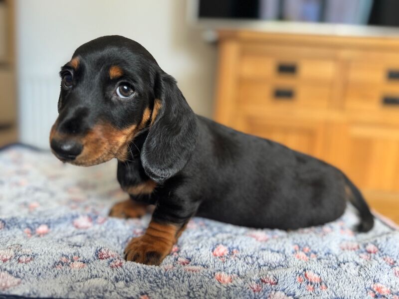 Dachshund puppies for sale in Witney, Oxfordshire – 9 weeks old - Image 8 of 10