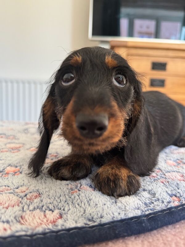 Dachshund puppies for sale in Witney, Oxfordshire – 9 weeks old - Image 9 of 10
