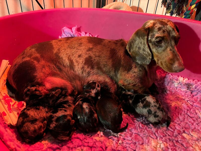 KC registered Quality miniature dachshund puppies for sale in Faringdon, Oxfordshire
