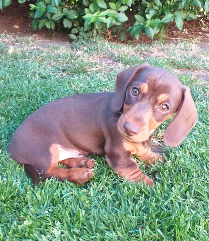 Dachshund puppies for sale in Nottinghamshire – 3 months old