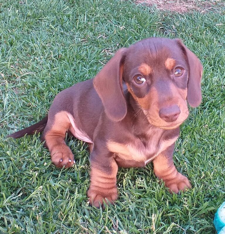 Dachshund puppies for sale in Nottinghamshire – 3 months old - Image 2 of 7
