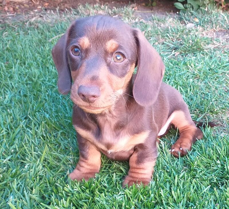 Dachshund puppies for sale in Nottinghamshire – 3 months old - Image 3 of 7