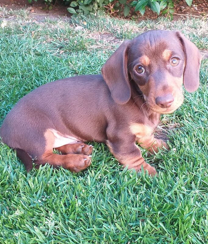Dachshund puppies for sale in Nottinghamshire – 3 months old - Image 4 of 7