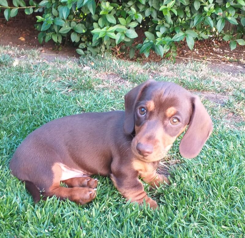 Dachshund puppies for sale in Nottinghamshire – 3 months old - Image 5 of 7