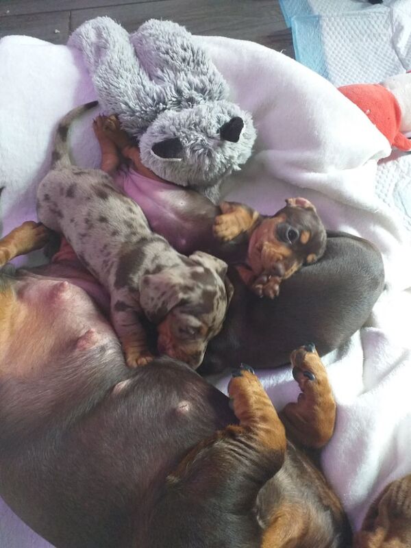 Dachshund puppies for sale in Nottinghamshire – 3 months old - Image 7 of 7