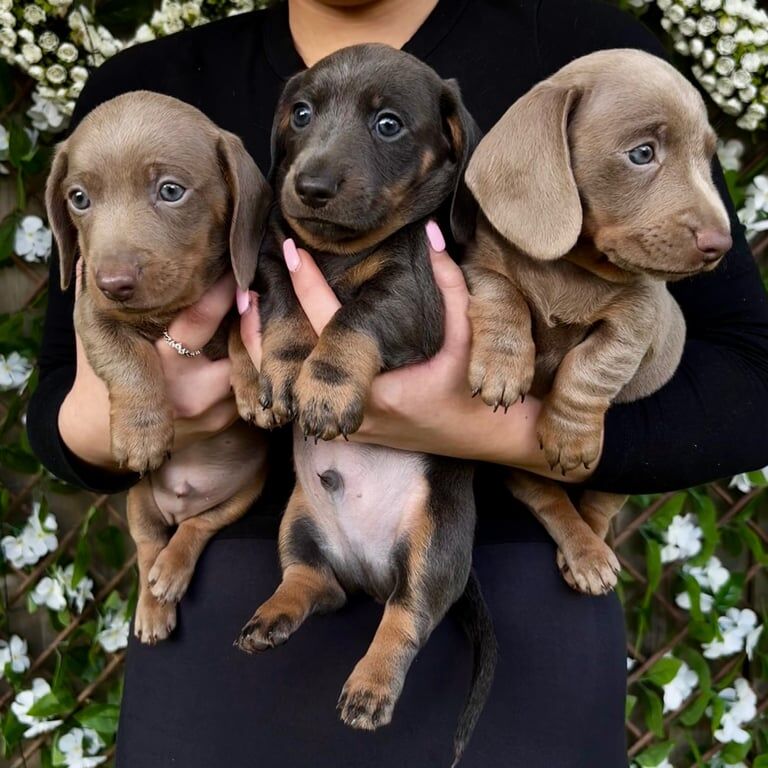 READY Male KC Miniature Dachshunds for sale in Atherstone, Warwickshire