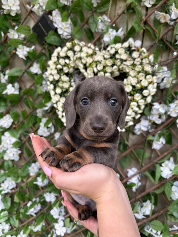 READY Male KC Miniature Dachshunds for sale in Atherstone, Warwickshire | Image 2