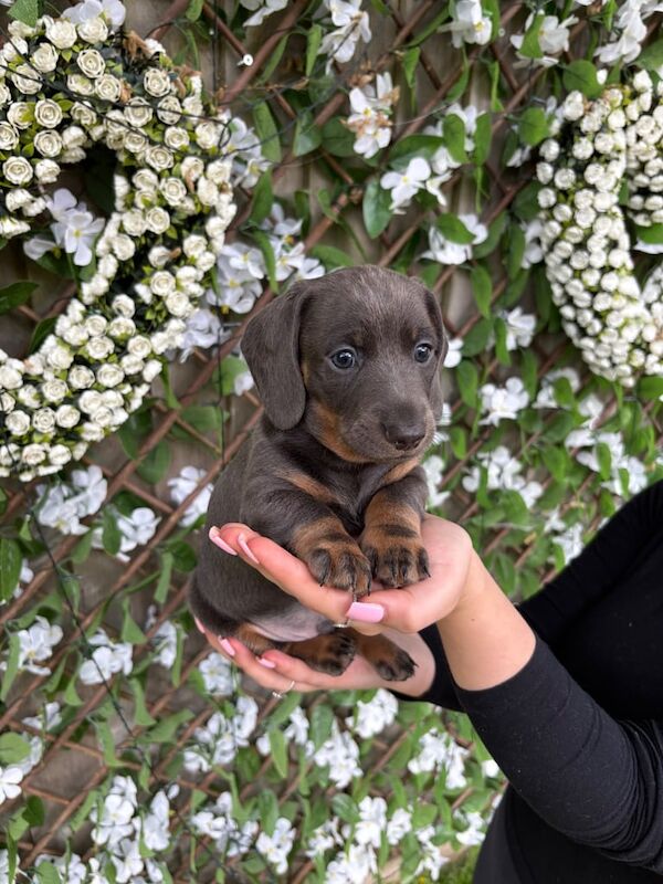 READY Male KC Miniature Dachshunds for sale in Atherstone, Warwickshire | Image 3