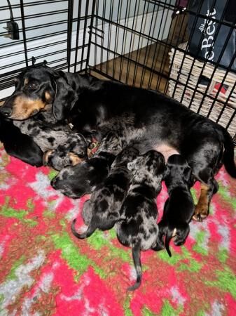 READY NEXT WEEK Midi dachshund puppies pra clear for sale in Pontefract, West Yorkshire