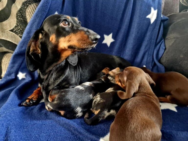 Dachshund puppies for sale in Stoke-on-Trent, Staffordshire – 10 weeks old