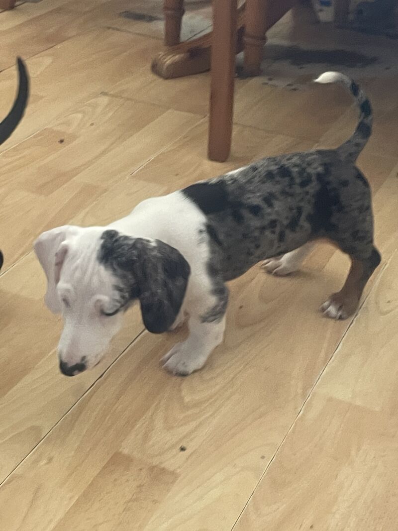 Dachshund puppies for sale in Thetford, Norfolk – 1 year old - Image 2 of 4