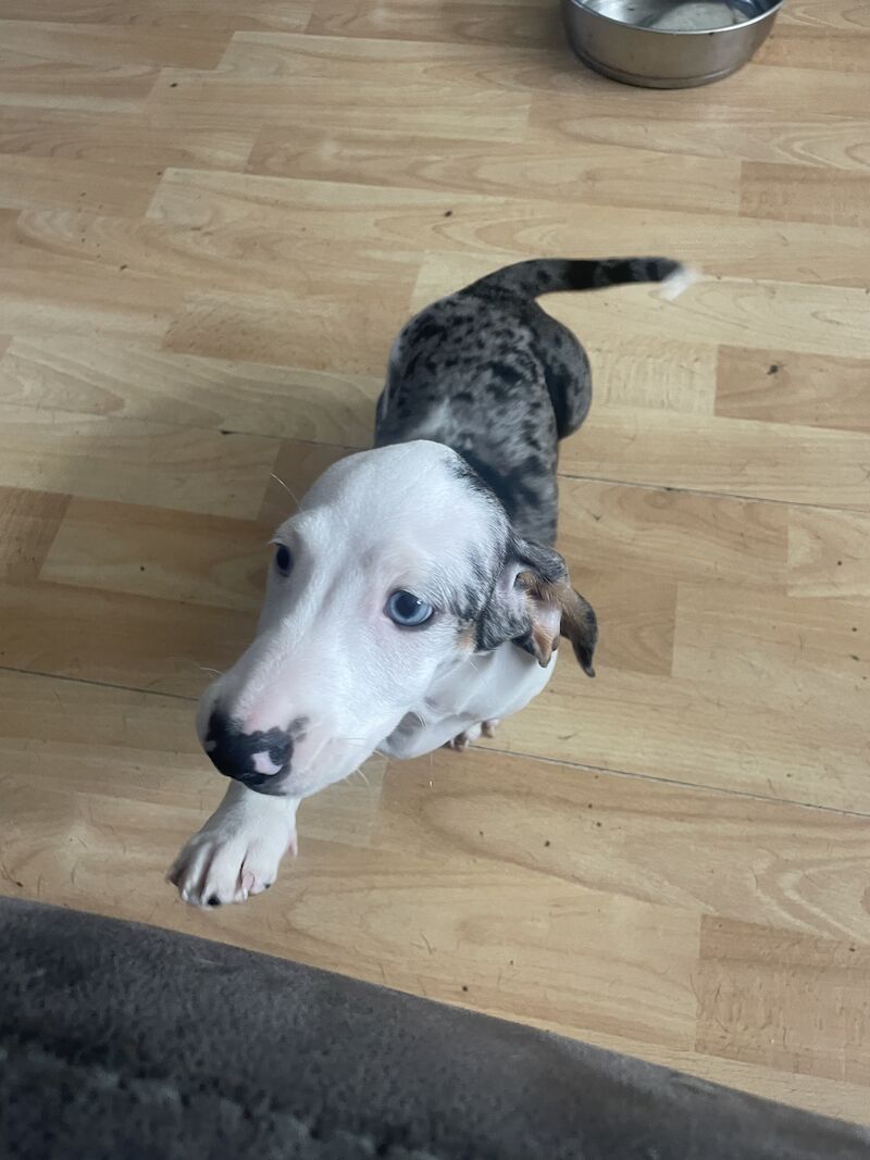 READY NOW FULLY VACCINATED Stunning dachshund pup for sale in Thetford, Norfolk | Image 3