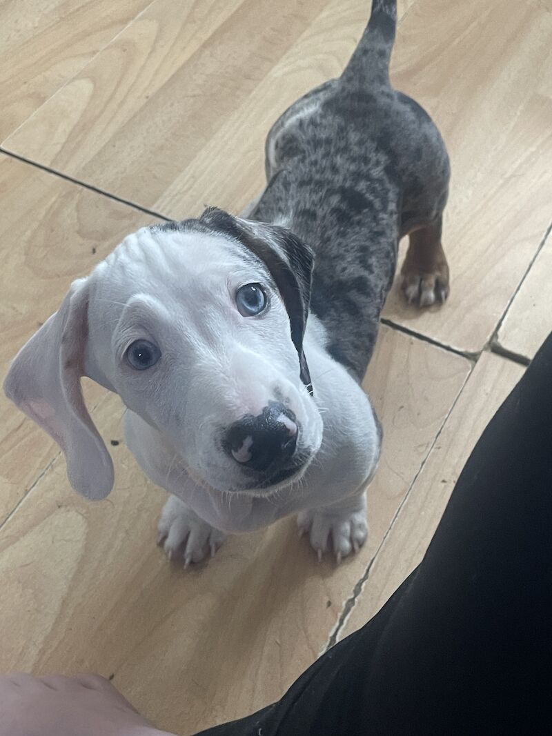 READY NOW FULLY VACCINATED Stunning dachshund pup for sale in Thetford, Norfolk | Image 4