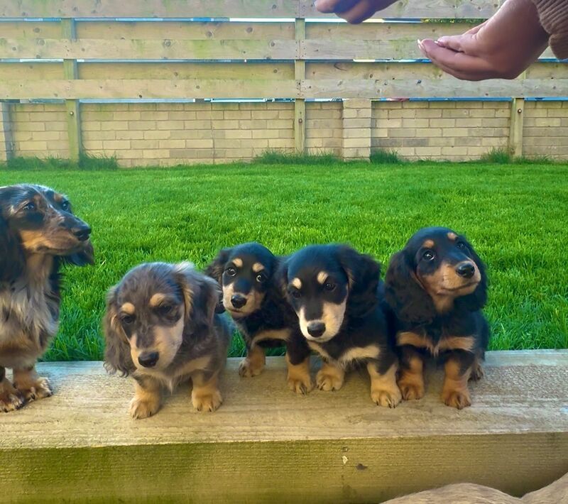 Tan Dachshund puppies for sale in Whitehaven, Cumbria – KC registered, 8 weeks old