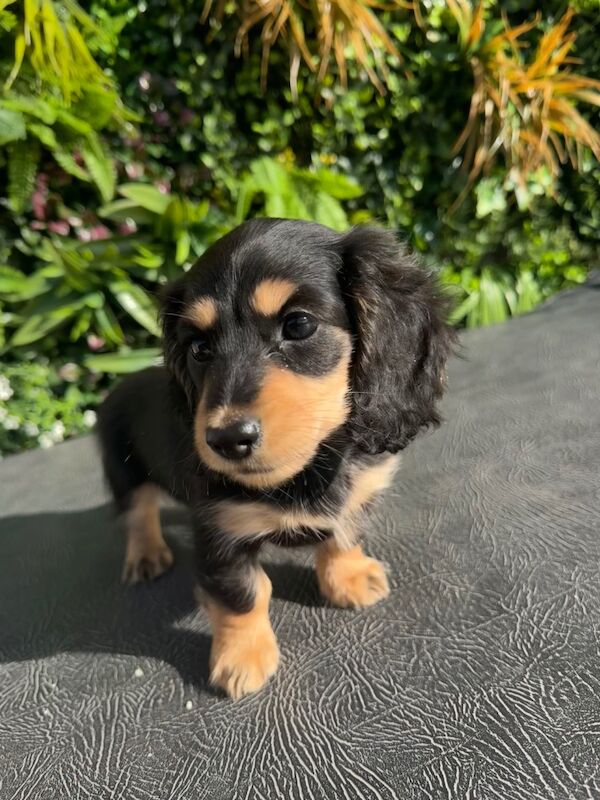 Dachshund puppies for sale in Whitehaven, Cumbria – KC registered, 8 weeks old - Image 2 of 5