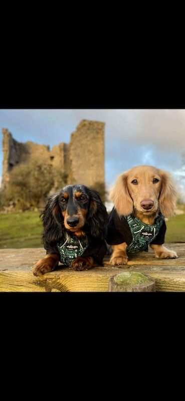 Dachshund puppies for sale in Whitehaven, Cumbria – KC registered, 8 weeks old - Image 3 of 5