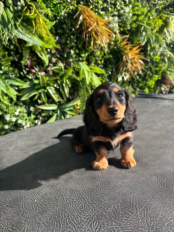 Dachshund puppies for sale in Whitehaven, Cumbria – KC registered, 8 weeks old - Image 5 of 5