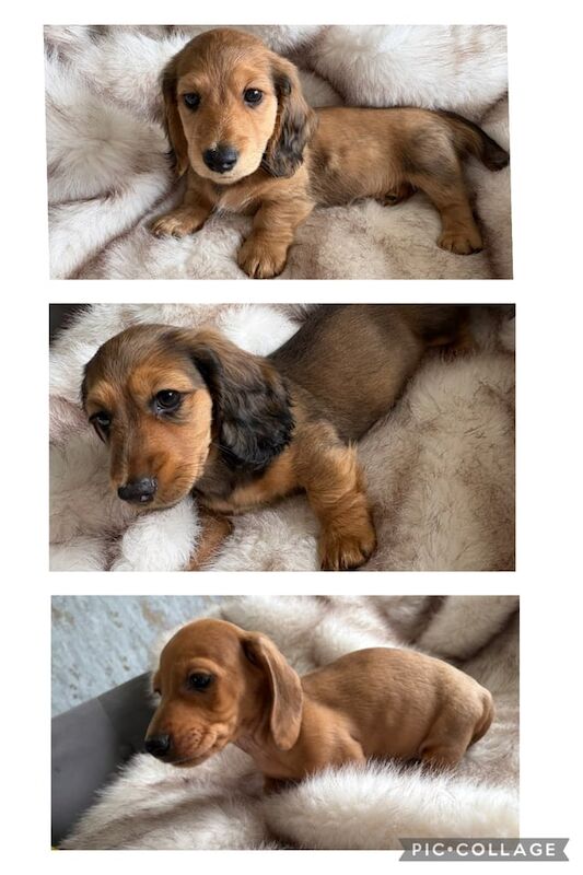 READY NOW KC quality miniature dachshunds for sale in Sunderland, Tyne and Wear