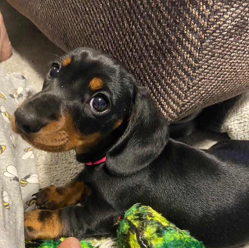 READY NOW KC reg PRA Clear Miniature Dachshund Smooth Black & Tan Girl for sale in Upwell, Norfolk