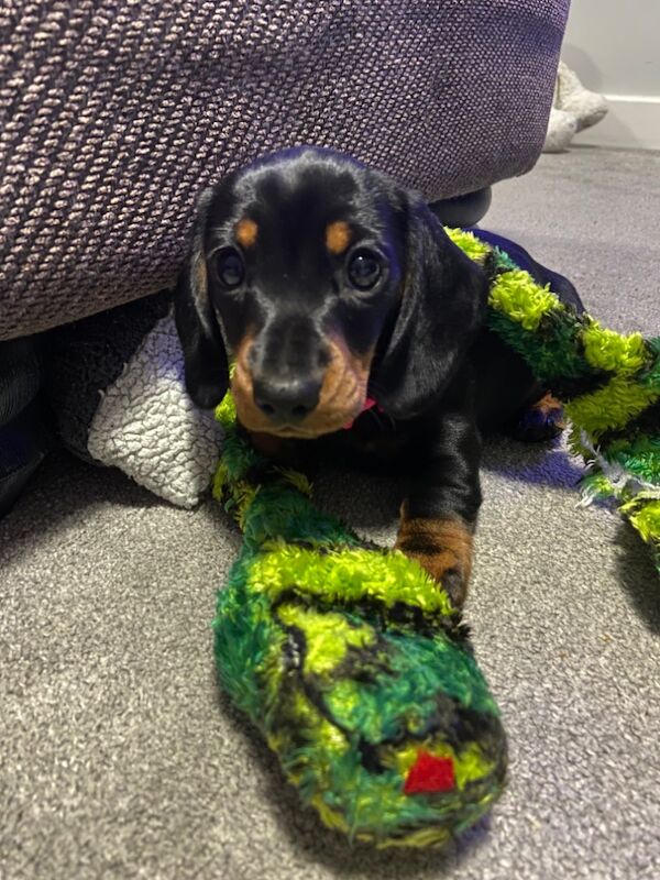 SOLD SOLD SOLD Miniature Dachshund Smooth Black & Tan Girl for sale in Upwell, Norfolk - Image 2